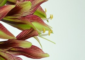 hippeastrum Mystica (2)